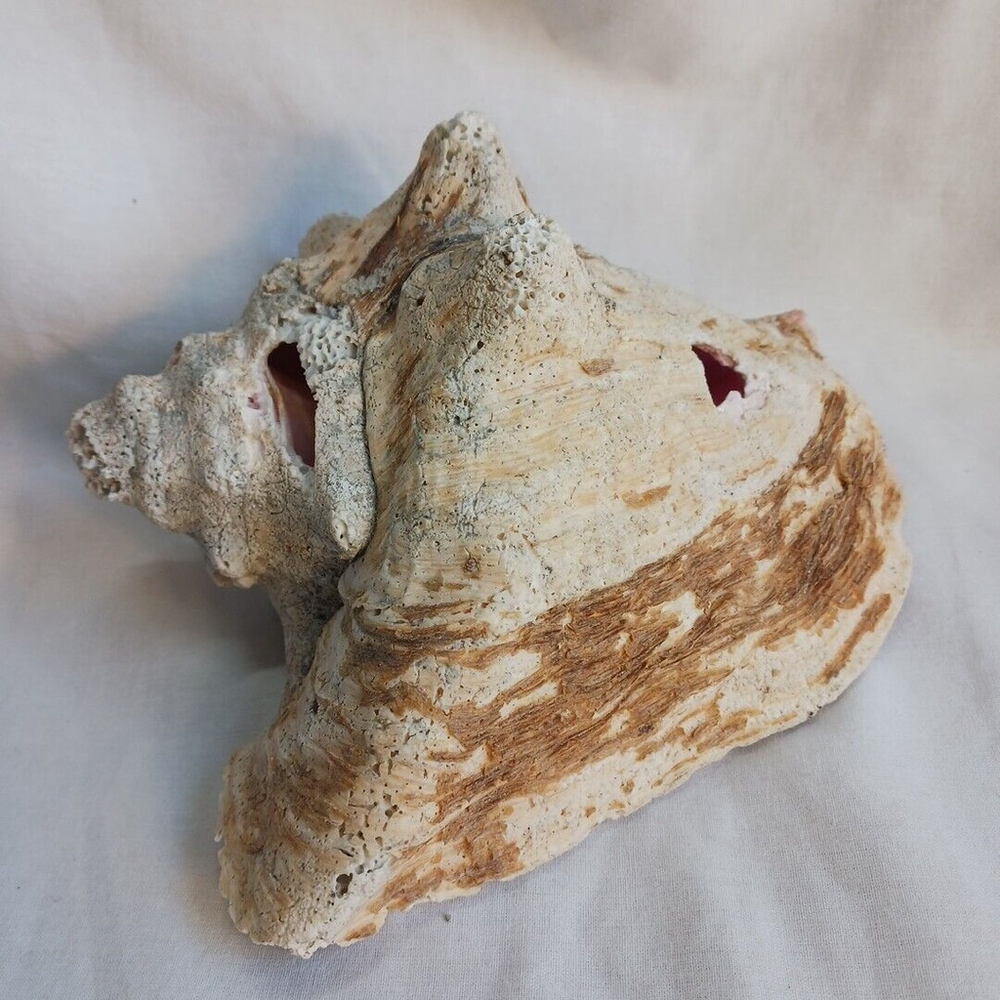 Vintage CONCH Large Natural Seashell CORALIZED WEATHERED BEACHCORE HEAVY FOSSIL